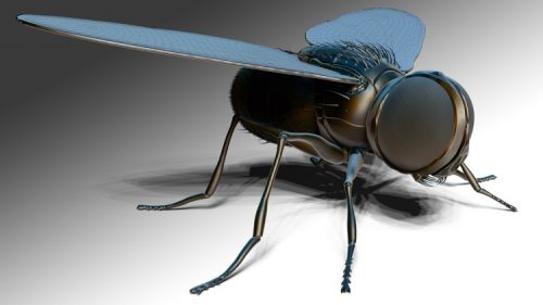 ZBrush Online Course Sculpting and Modelling “The Fly”