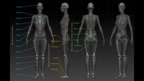 The Biggest Zbrush Anatomy Course – Beginners to advanced users