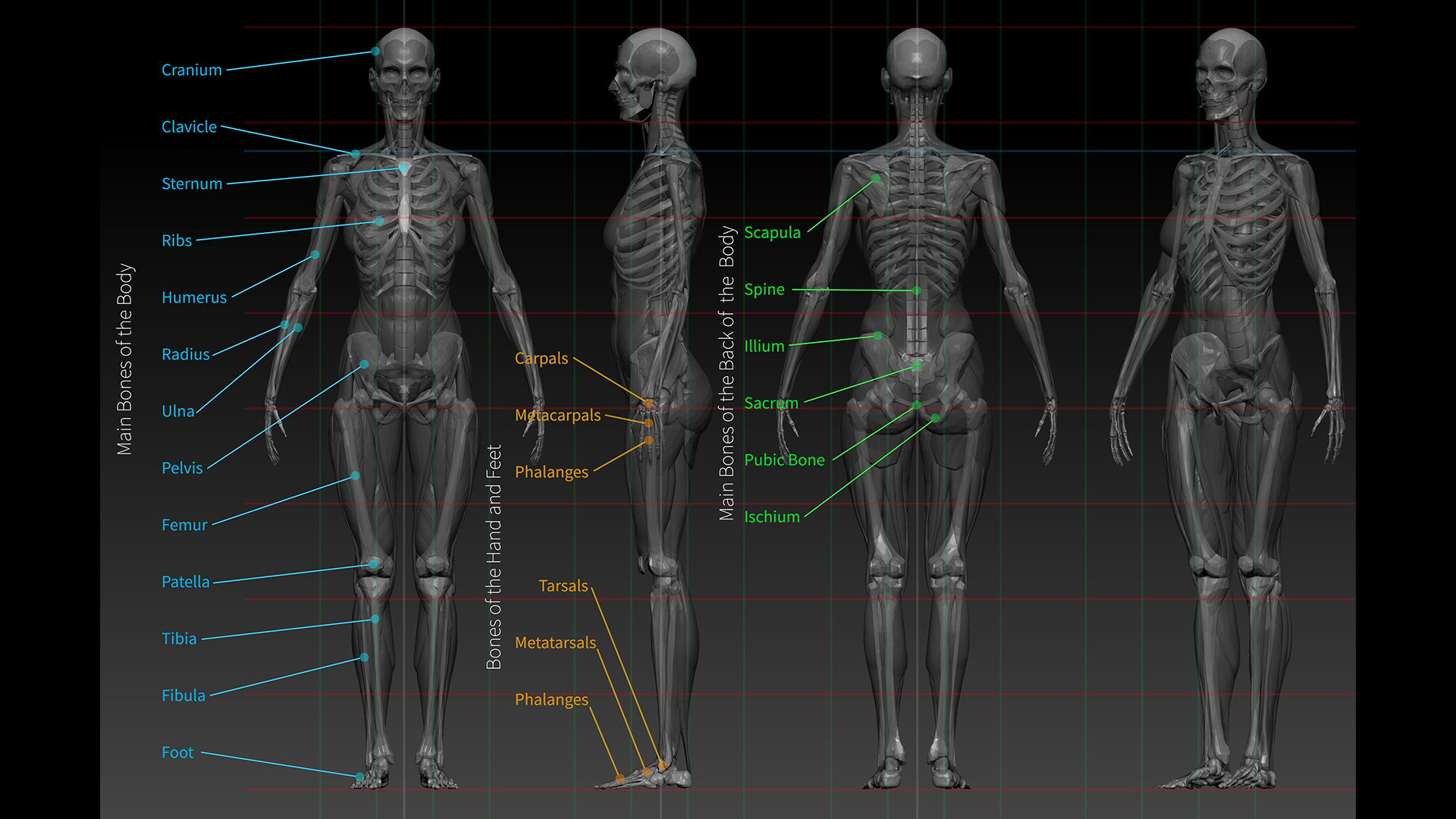 ZBrush Character and Anatomy Course