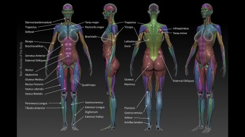Using anatomy to improve your sculpting – ZBrush Anatomy and Character Creation Course