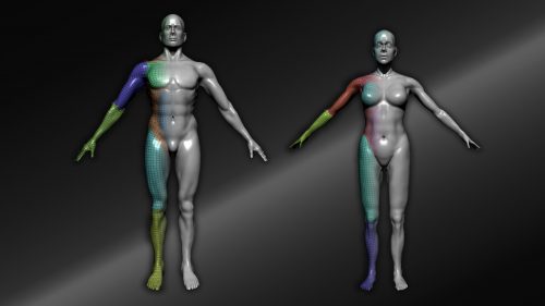 Starting simple in anatomy – ZBrush Anatomy and Character Creation Course